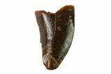 Bargain, Raptor Tooth - Real Dinosaur Tooth #158953-1